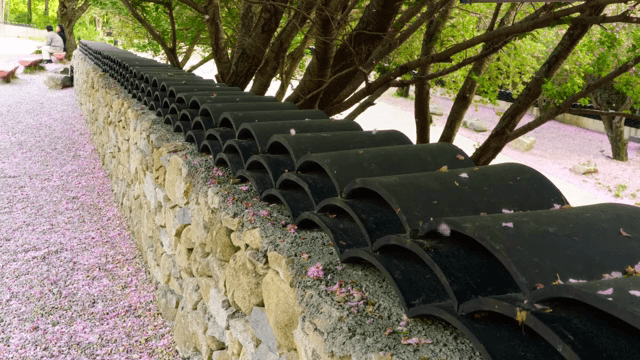 Stone wall with fallen cherry blossoms