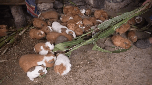 실내에서 옥수수 잎을 먹는 기니피그