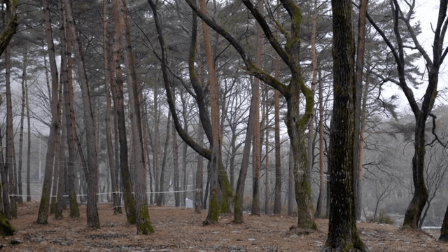 키 큰 나무가 있는 고요한 숲