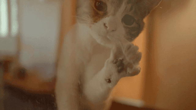 Curious cat looking through a window