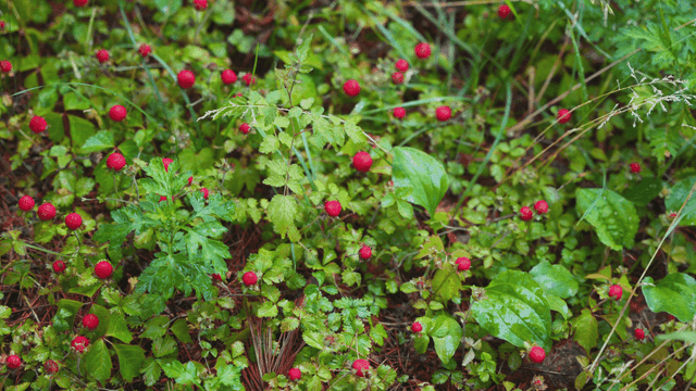 작은 빨간 열매가 있는 푸른 식물