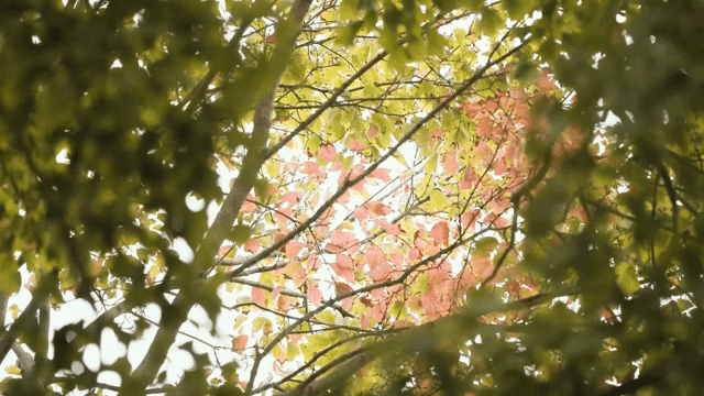 Green leaves with sunlight filtering through