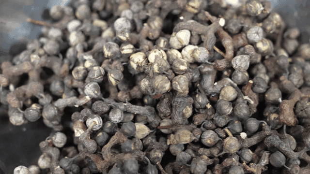 Bowl containing dried hackberry fruit