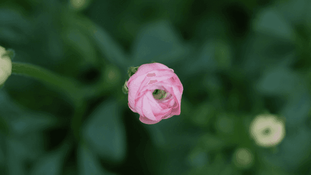 Pink flowers blooming in garden