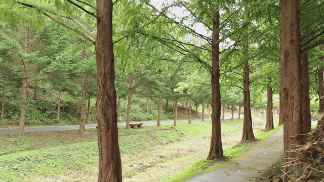 울창한 키 큰 나무가 늘어선 숲길