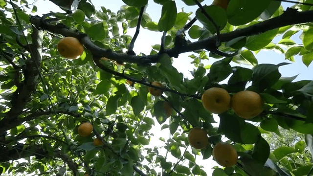 햇살 가득한 과수원에 매달린 배