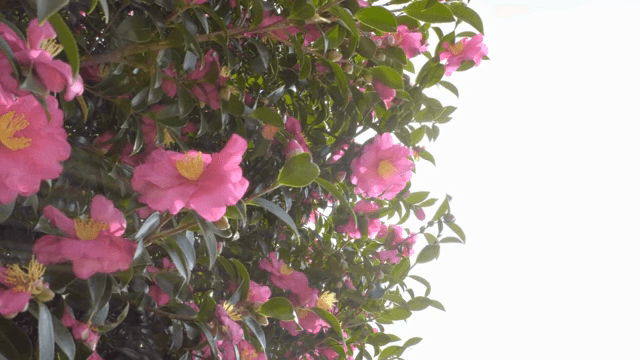 화창한 날에 피어나는 분홍 동백꽃