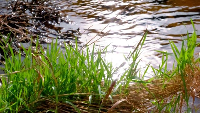 Grasses by the river with sunlight shining