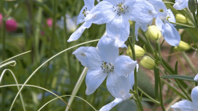 무성한 정원에 핀 파란빛 델피니움