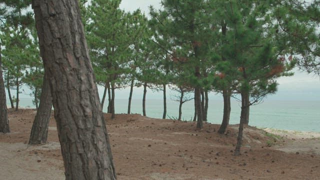 Serene Pine Forest Overlooking the Calm Sea