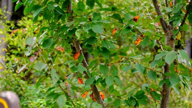 가을 기운이 느껴지는 초록 잎사귀