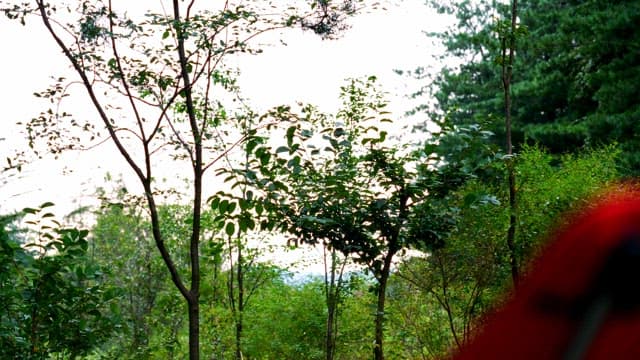 Lush green forest with tall trees