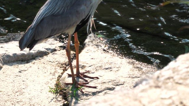 Heron standing on rocks by a stream on a sunny day