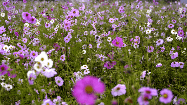 A field of blooming pink cosmos flowers