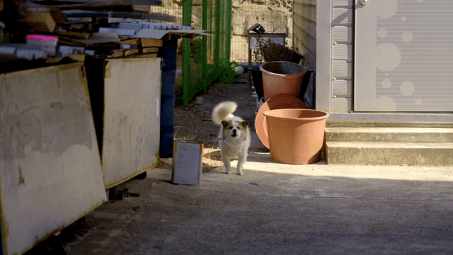 골목길에 서서 짖고 있는 개