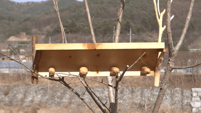 나뭇가지에 있는 나무 거치대 선반