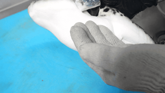 Glove-wearing hand that caught pufferfish on cutting board