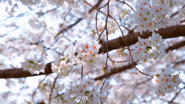 Cherry blossoms in full bloom on branches