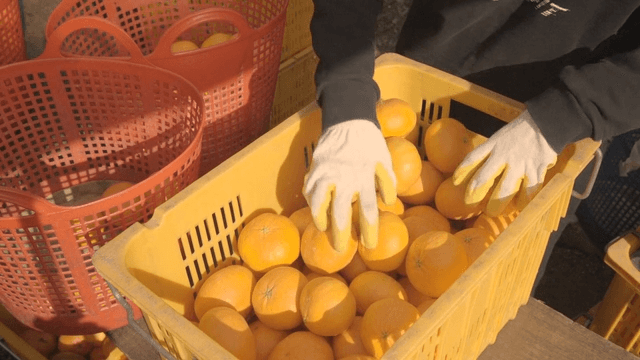 Person sorting tangerines into yellow containers