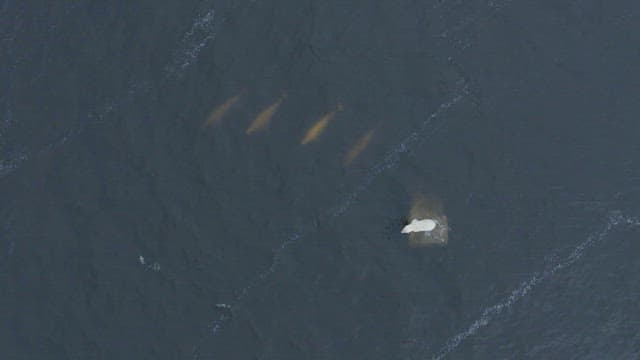 물에 둘러싸인 바위 위 북극곰의 돌고래 사냥