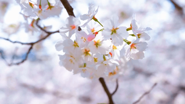 Cherry blossoms in full bloom on a branch