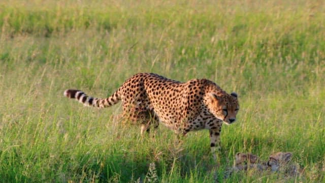 Cheetah and Cubs in Grassland