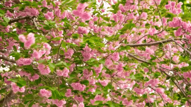 나뭇가지에 만개한 벚꽃