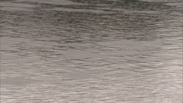 Rippling Texture of a Monochrome Water Surface