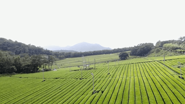 Lush green tea fields with mountains