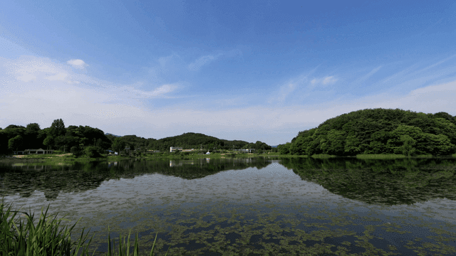 Tranquil lake surrounded by green forest