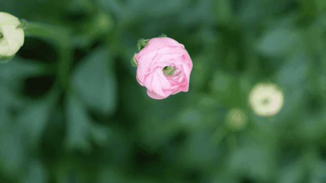 Pink flowers blooming in a garden