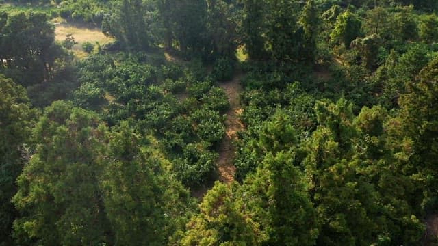 Person walking through a lush green forest trail in the late afternoon.