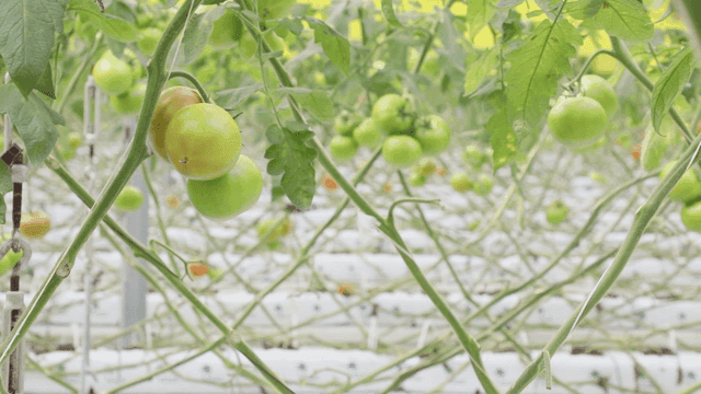 온실에서 자라는 녹색 토마토