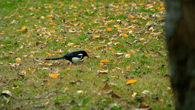 잔디밭에서 먹이를 찾는 까치