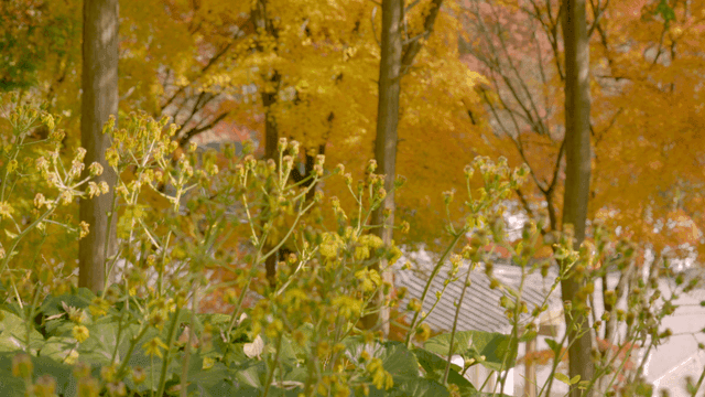 Autumn trees and flowers in a forest