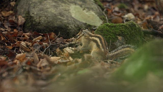 Squirrel Foraging Among Autumn Leaves