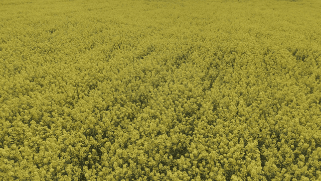 Wide field of yellow canola flowers
