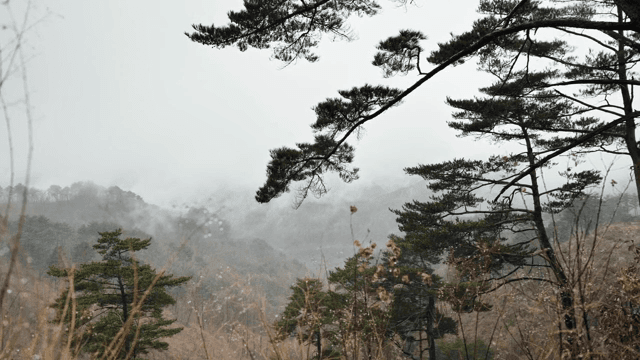 소나무가 있는 안개 낀 숲