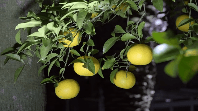 나무 가지에 매달린 감귤