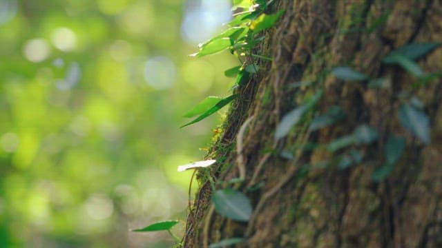 나무 기둥을 타고 오르는 녹색 덩굴 잎