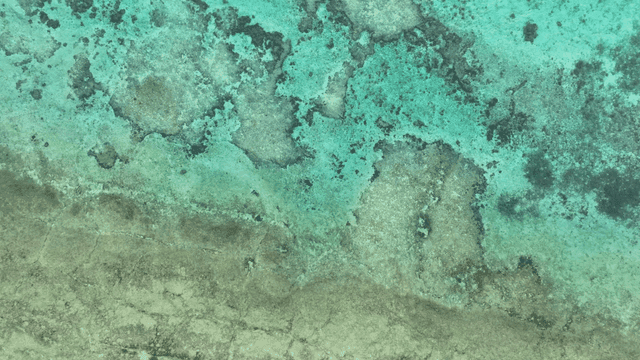 Blue forests and clear seas