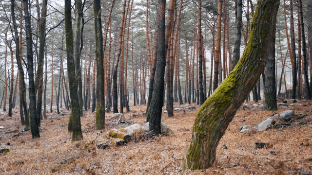 키 큰 나무들이 있는 고요한 숲