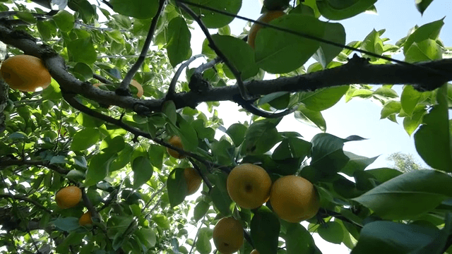 나무 가지에 매달린 잘 익은 배