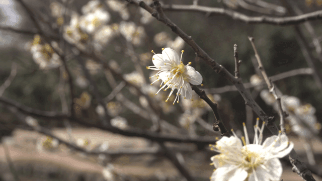 White blossoms on a tree branch