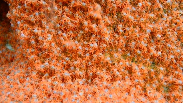 Small red crabs moving on the rock surface