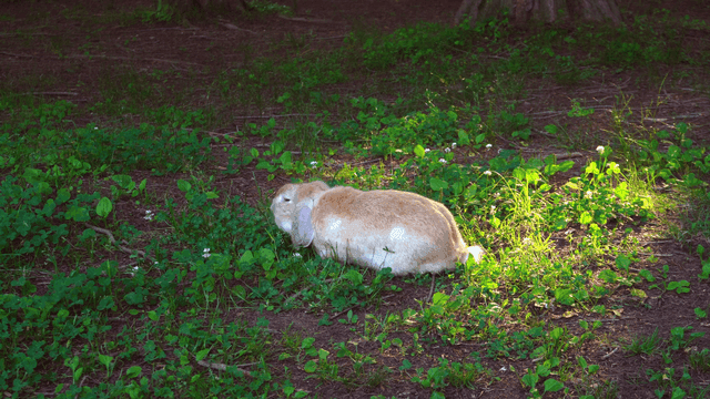 A rabbit eating grass in a forest