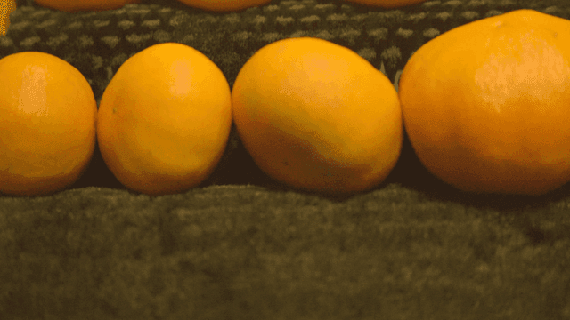 Tangerines being washed in row on conveyor belt