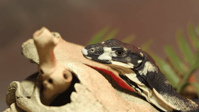 Spotted lizard resting on rock