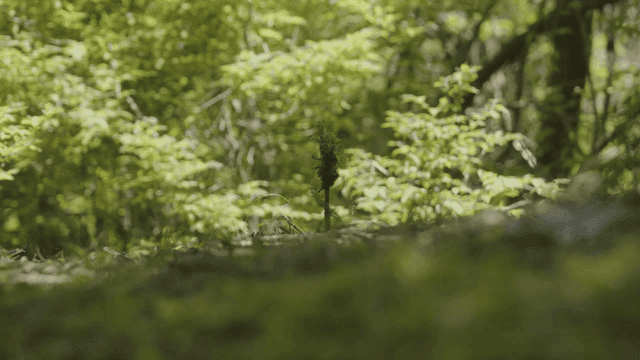 Small plant in green forest.