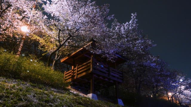 Cherry blossoms and a wooden pavilion at night